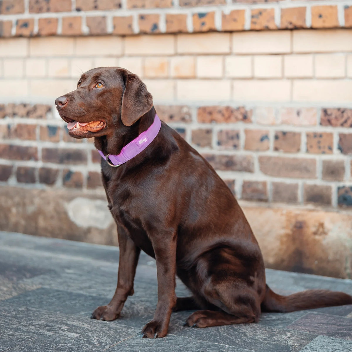 Collar Walk Set - Purple