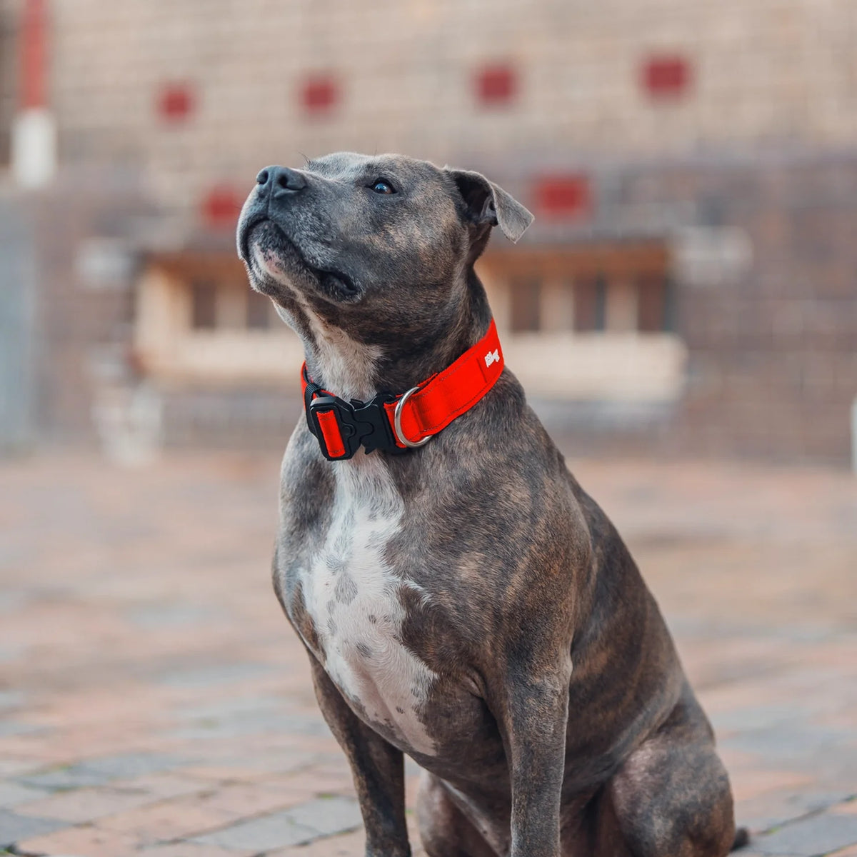 Collar Walk Set - Red
