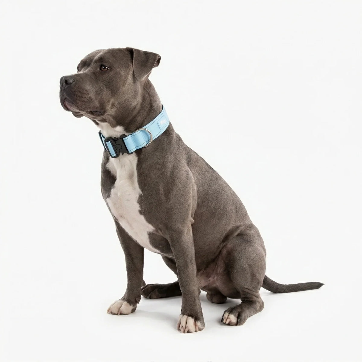 Collar Walk Set - Sky Blue