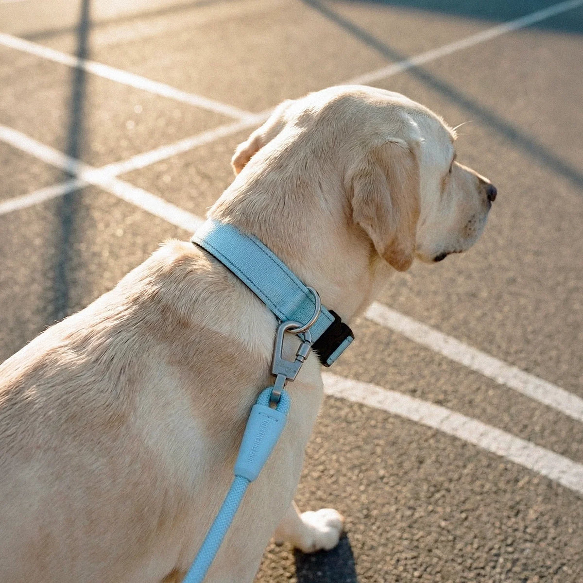Collar Walk Set - Sky Blue