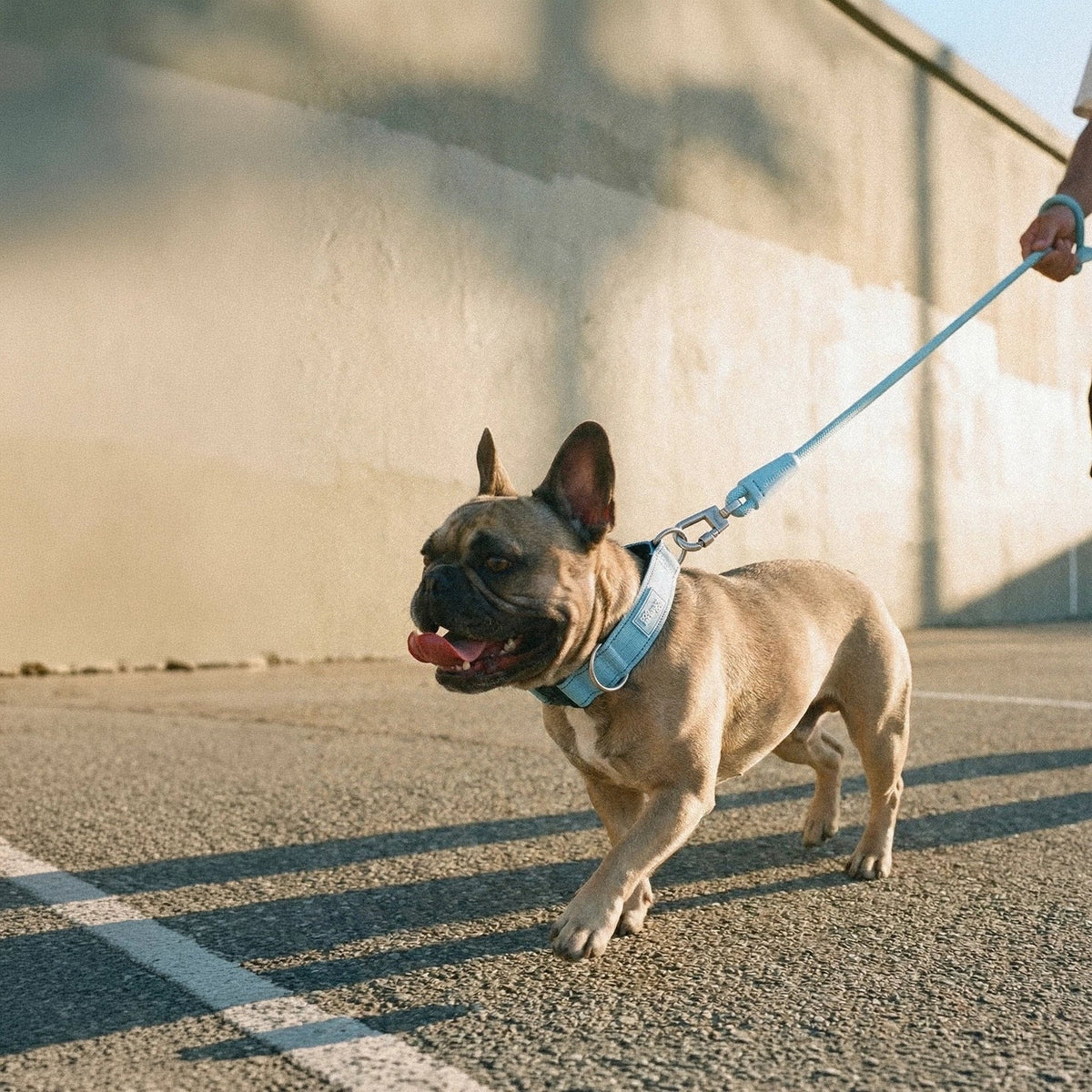 Collar Walk Set - Sky Blue