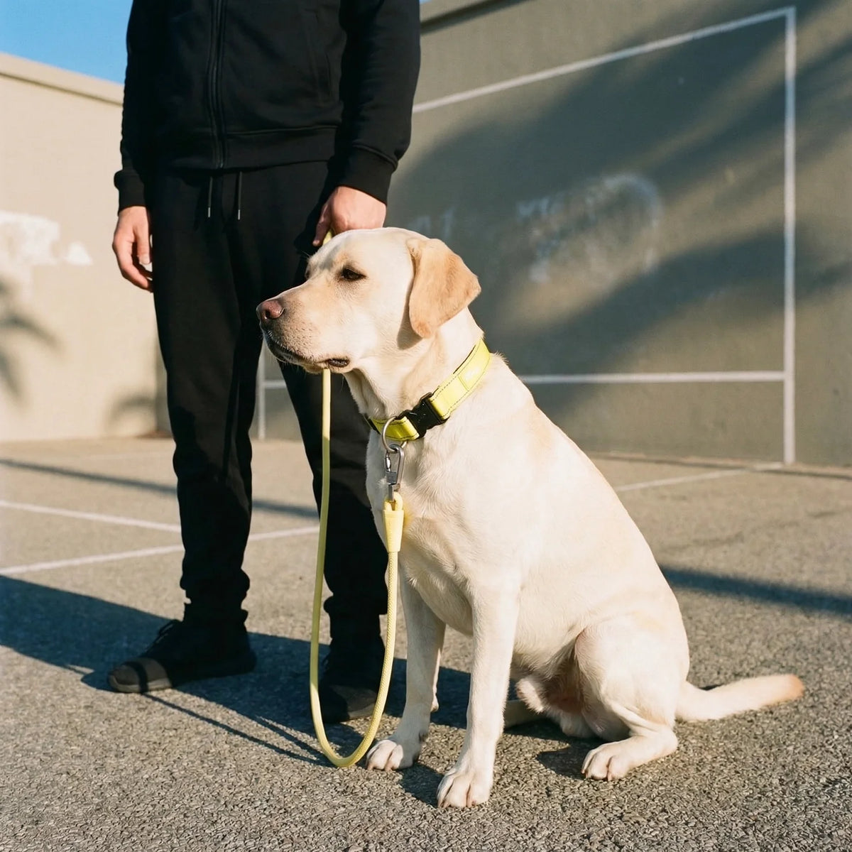 Collar Walk Set - Yellow