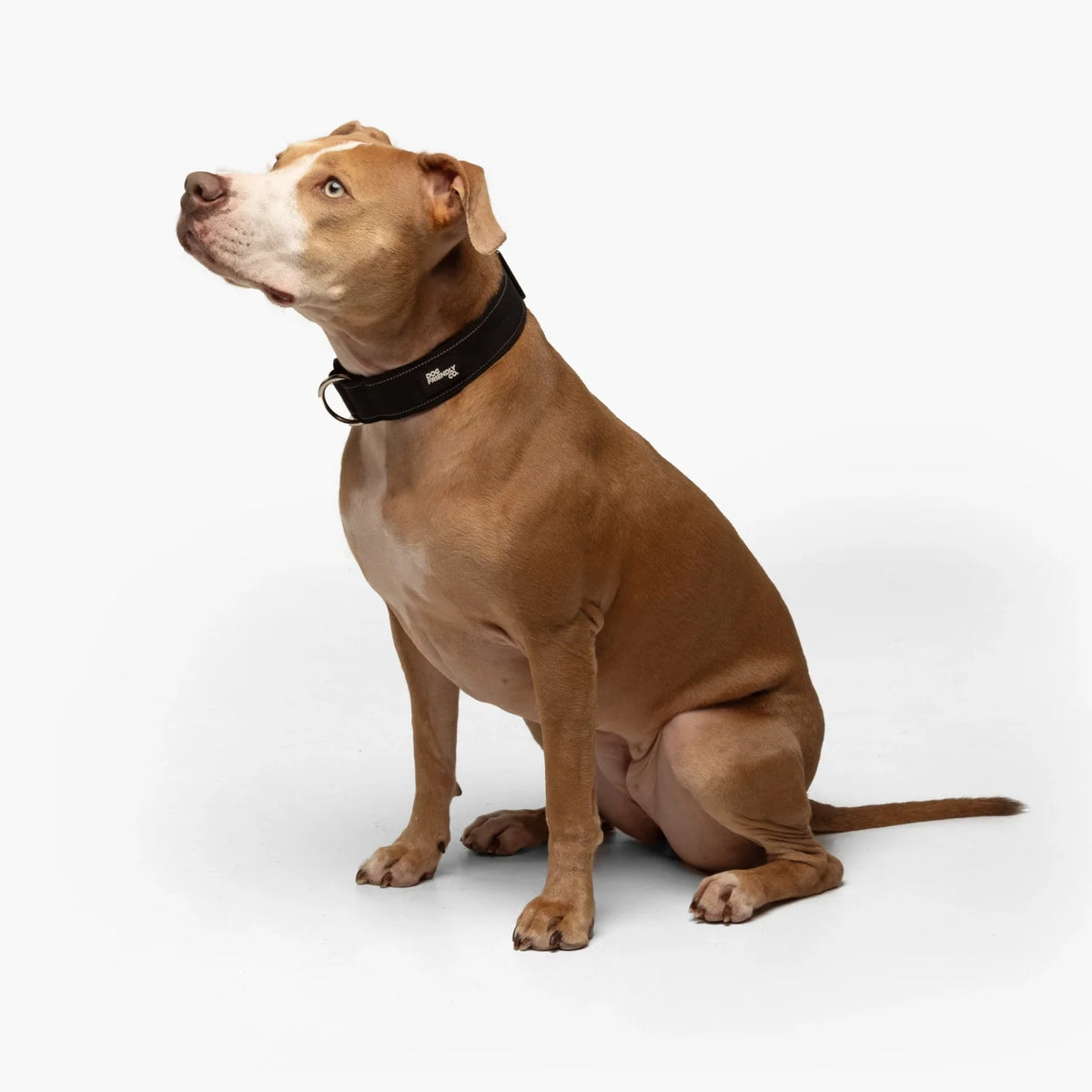 Tactical Dog Collar - Black