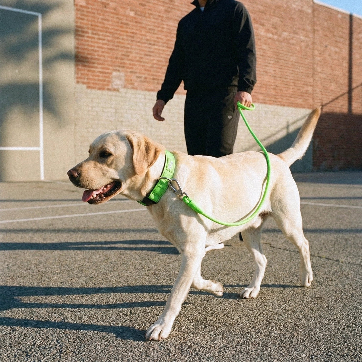 Tactical Dog Collar - Neon Green