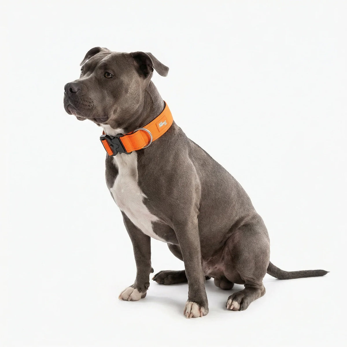 Tactical Dog Collar - Hi-vis Orange