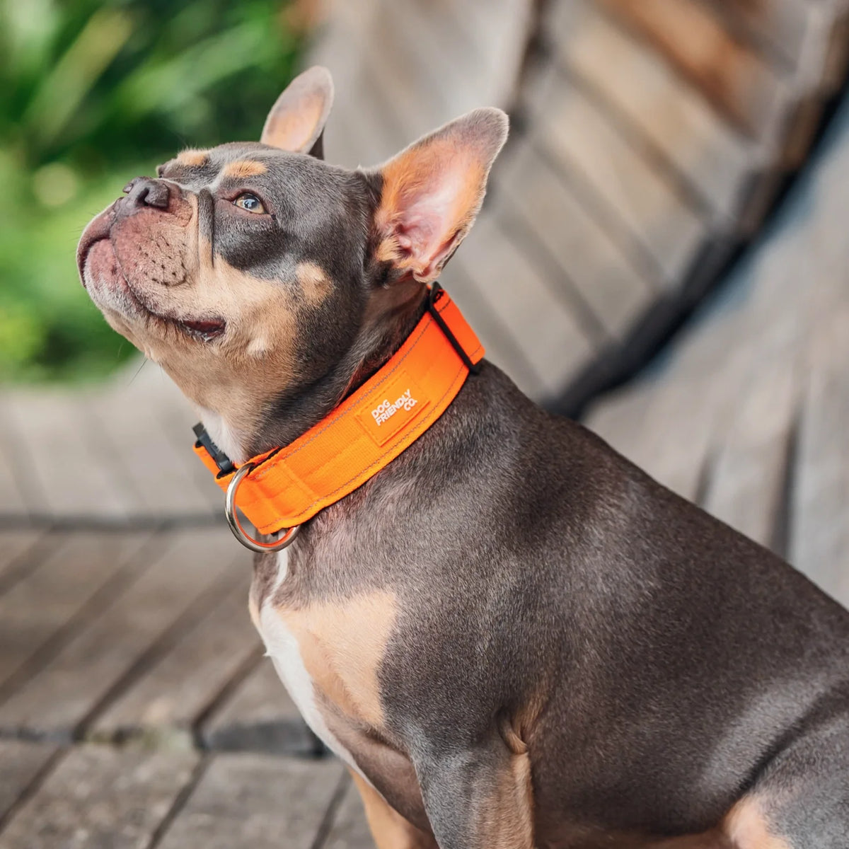 Tactical Dog Collar - Hi-vis Orange