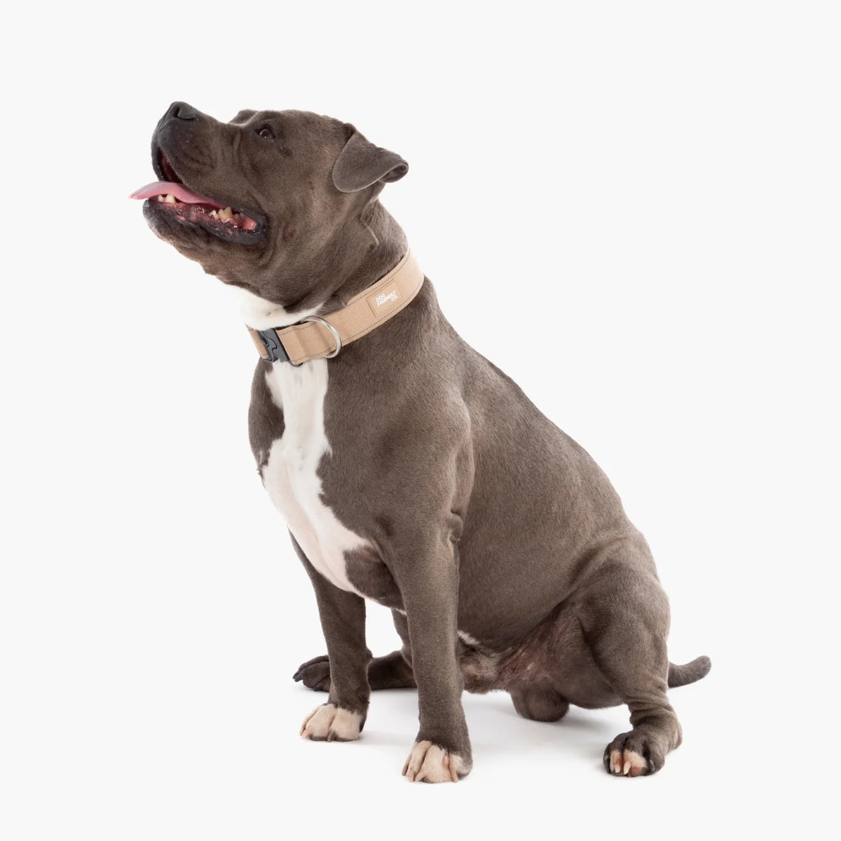 Tactical Dog Collar - Brown