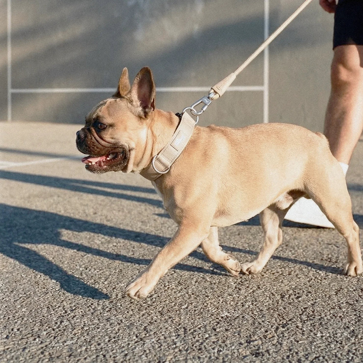 Tactical Dog Collar - Brown