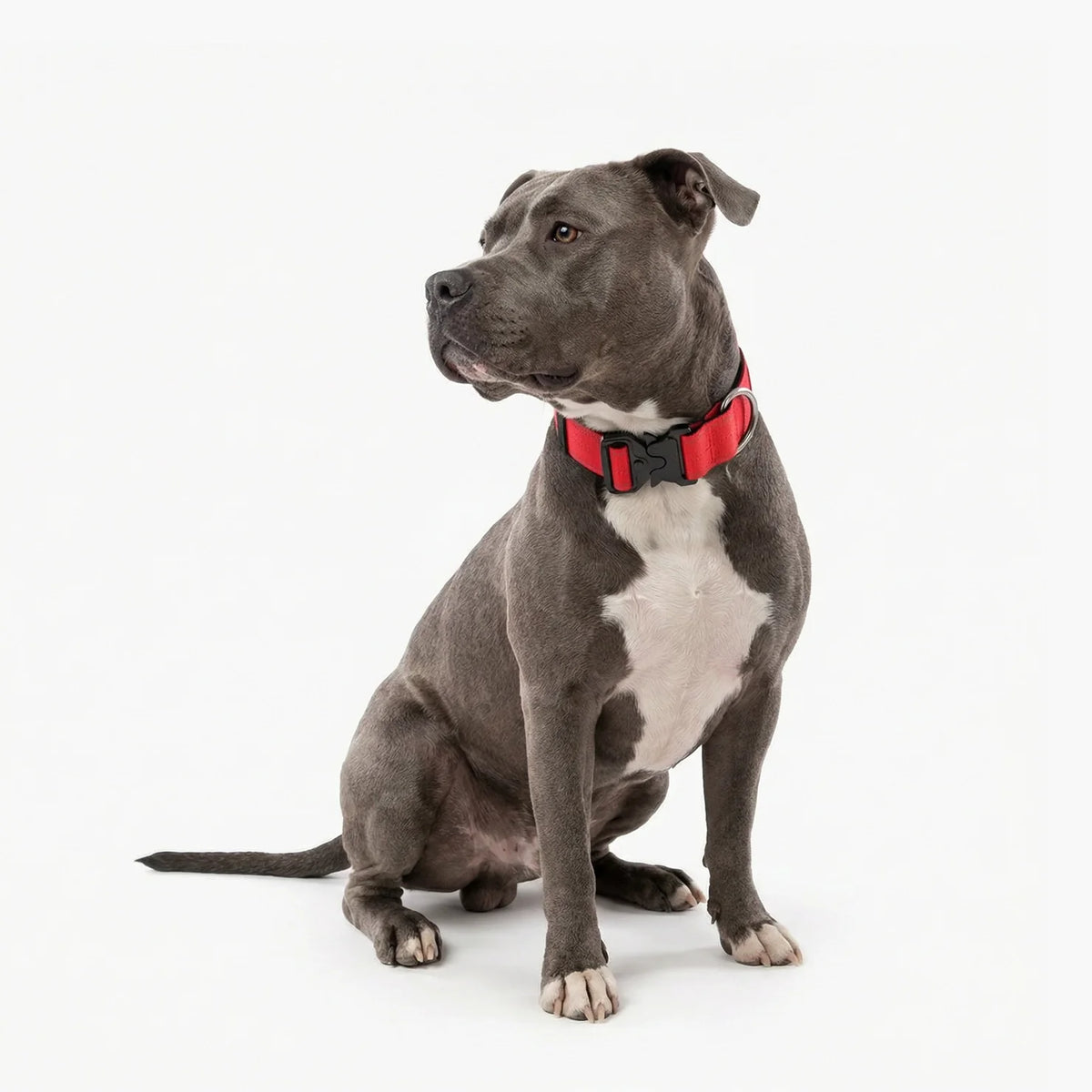 Tactical Dog Collar - Red