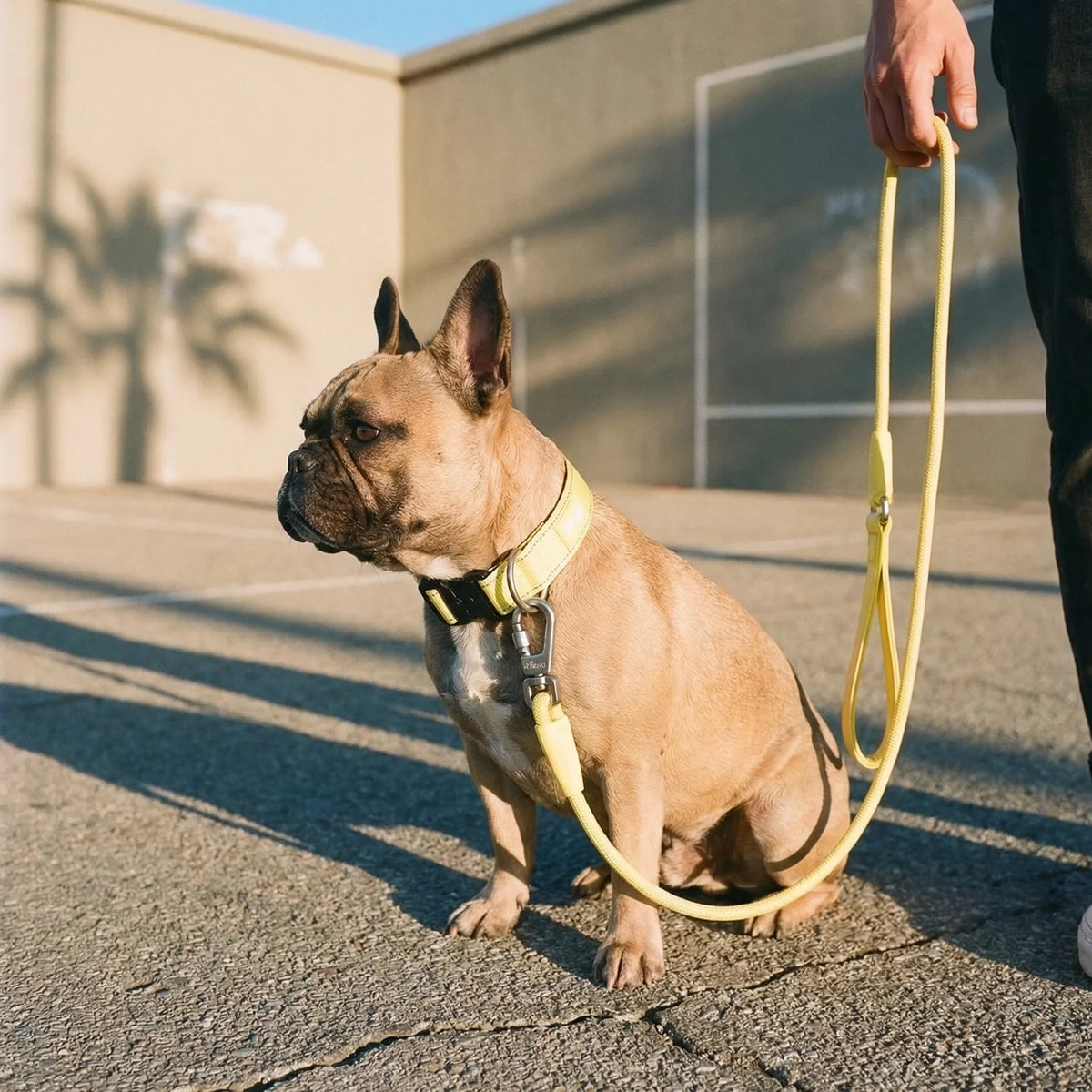 Tactical Dog Collar - Yellow