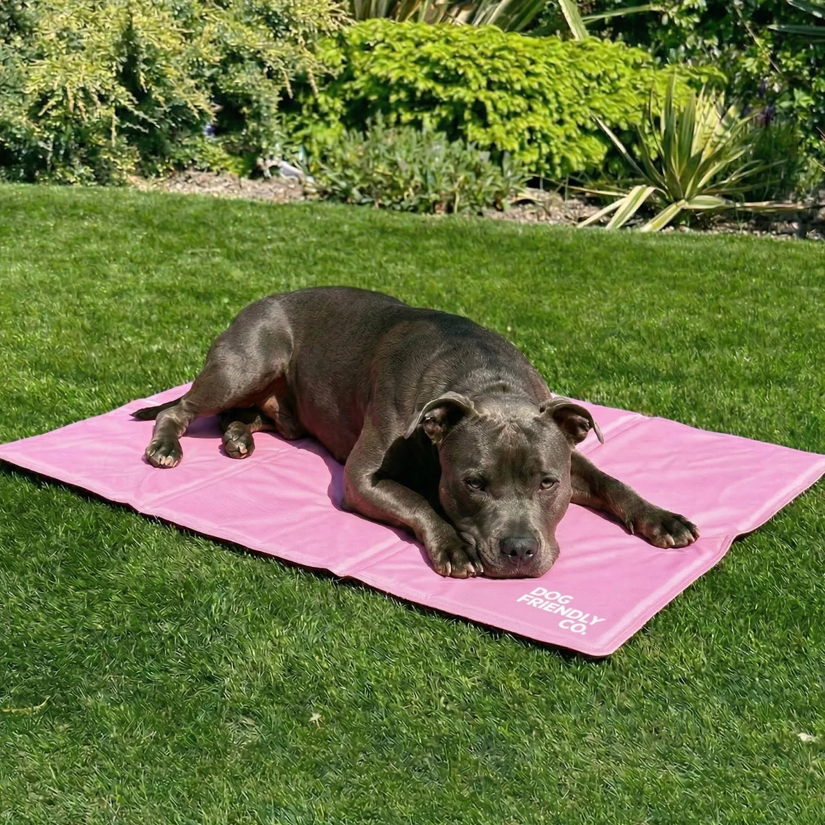 Dog Cooling Mat