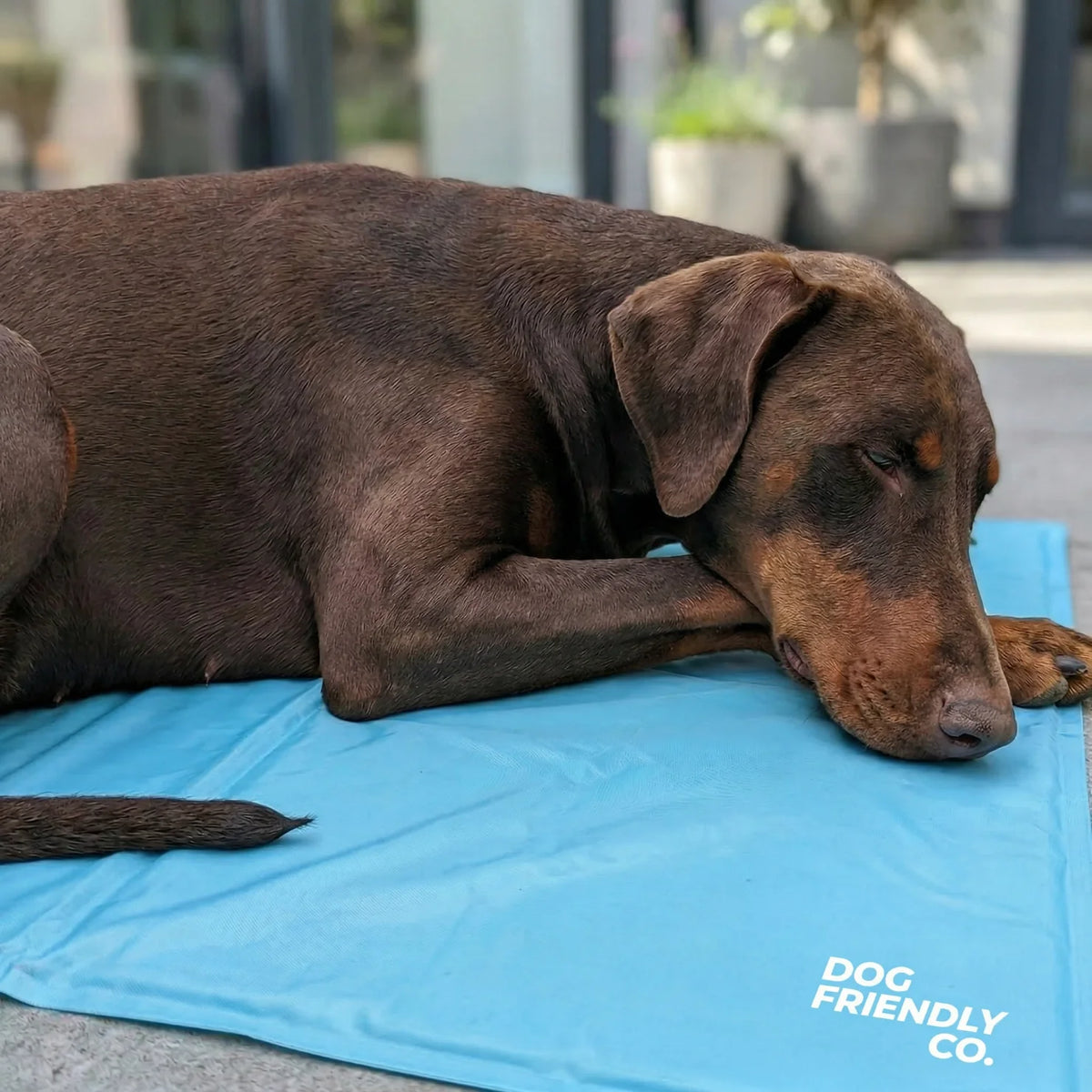 Dog Cooling Mat