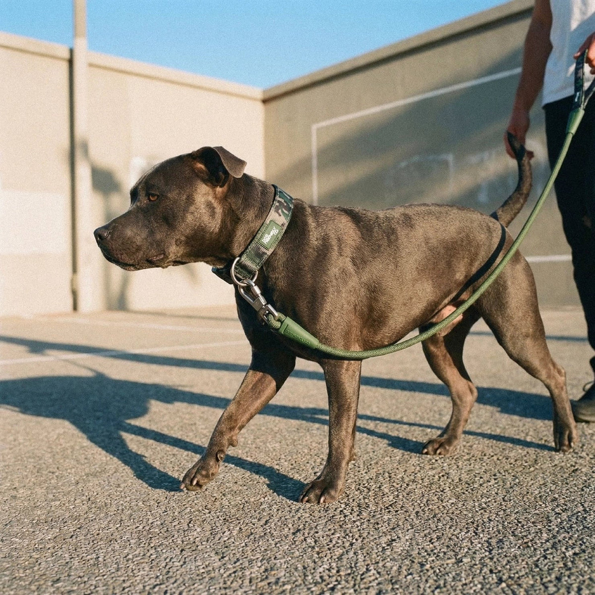 Dog Lovers Pack - Green Camo