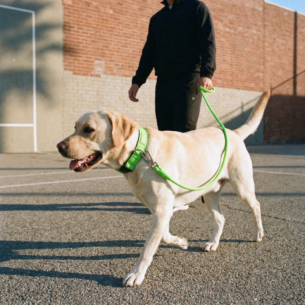 Dog Lovers Pack