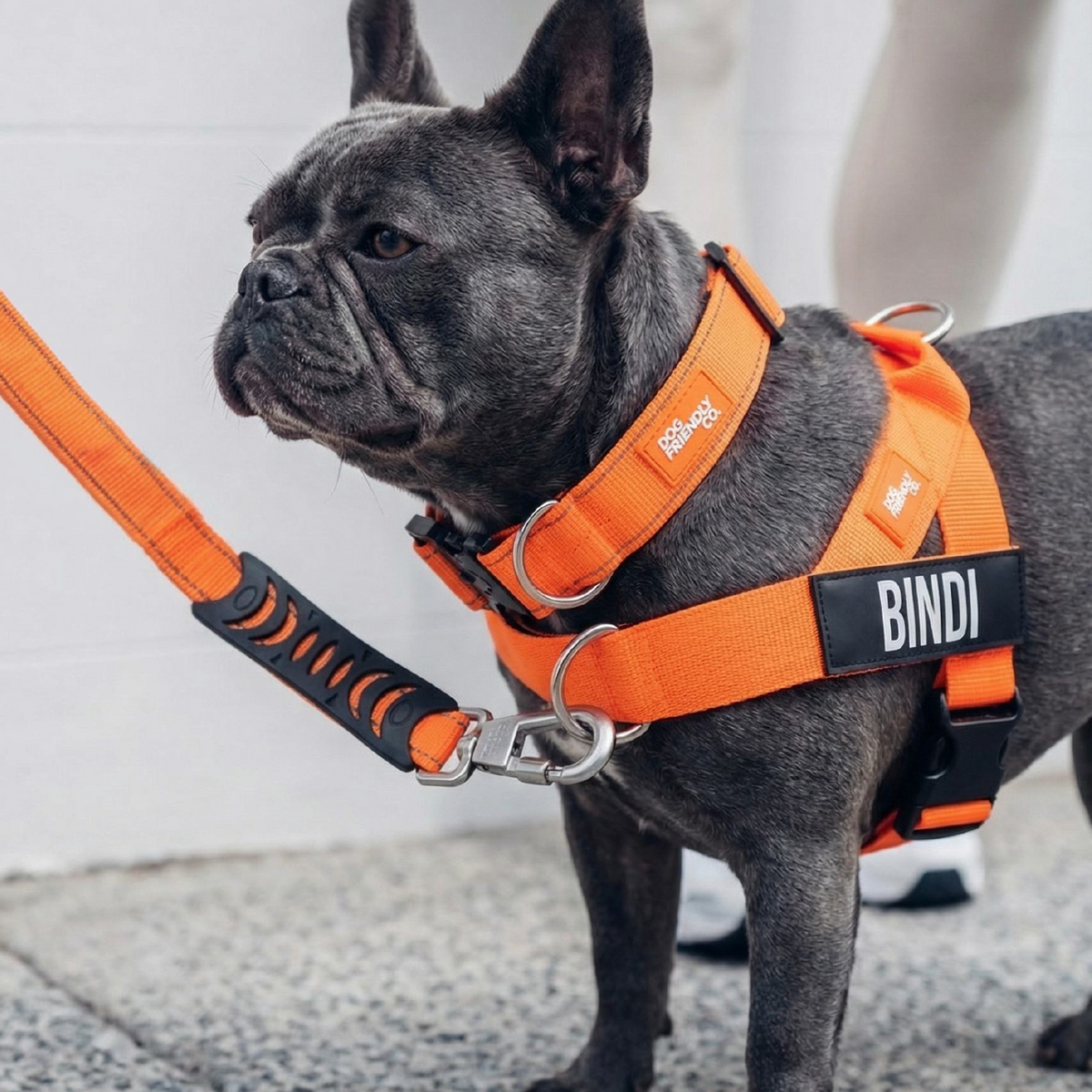 Dog Lovers Pack
