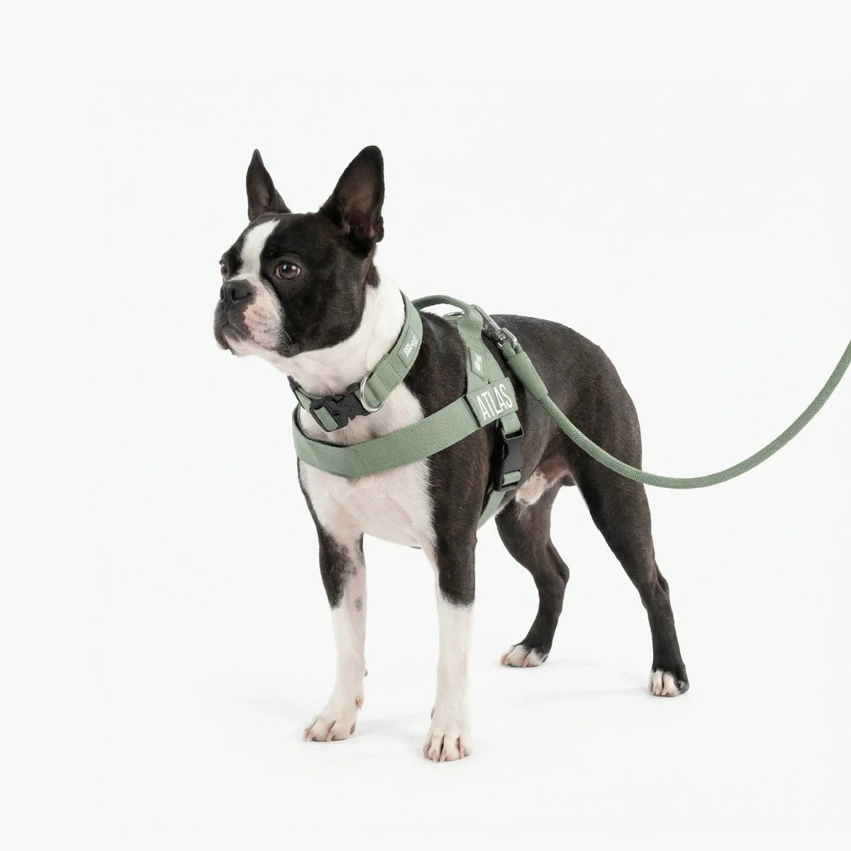 Dog Lovers Pack - Khaki