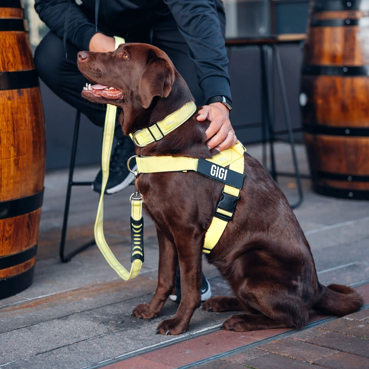 Dog Lovers Pack - Yellow