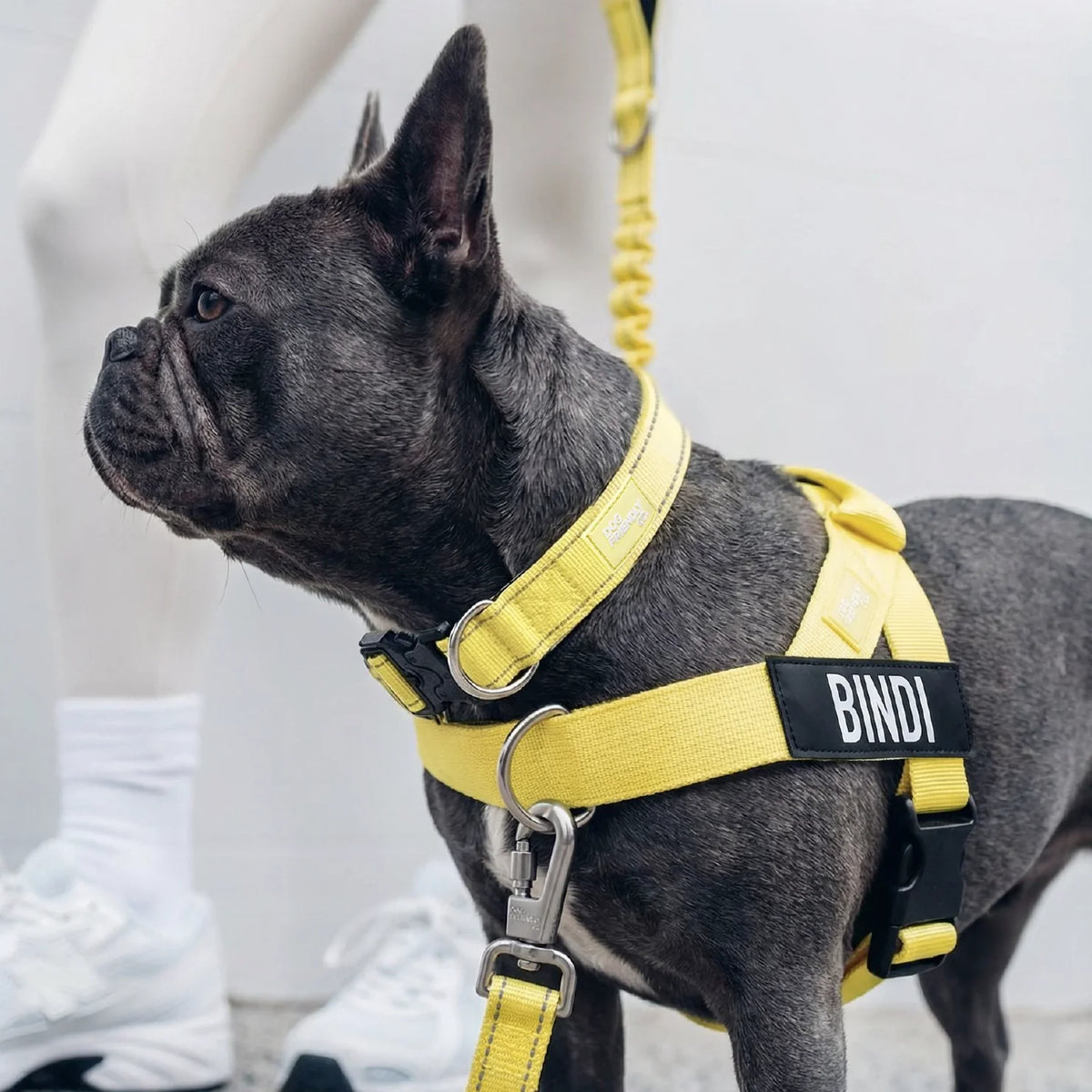 Dog Lovers Pack - Yellow