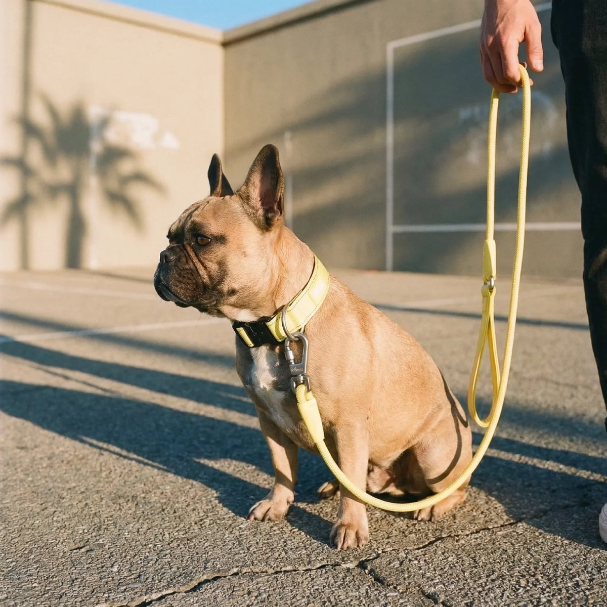 Dog Lovers Pack - Yellow