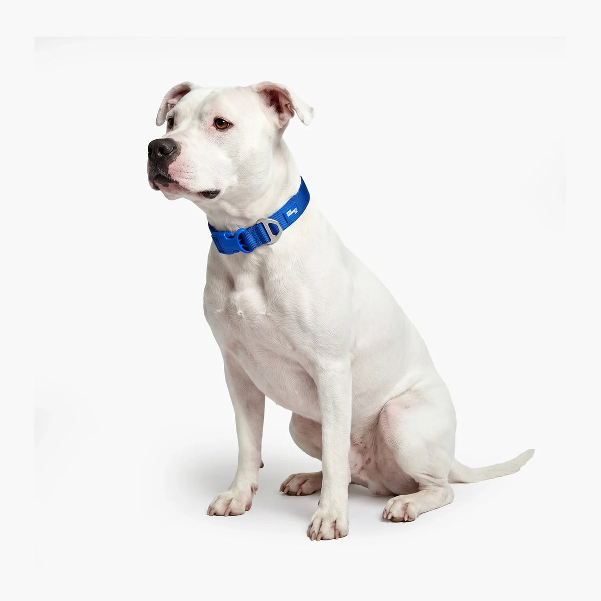 Essentials Collar - Classic Blue