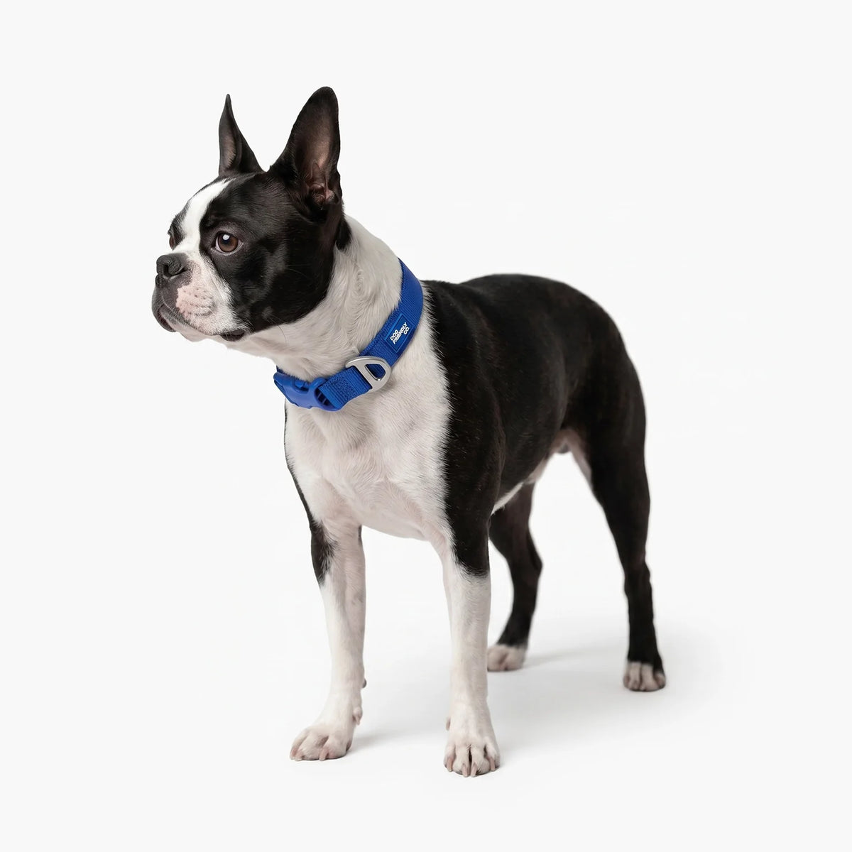 Essentials Collar - Classic Blue