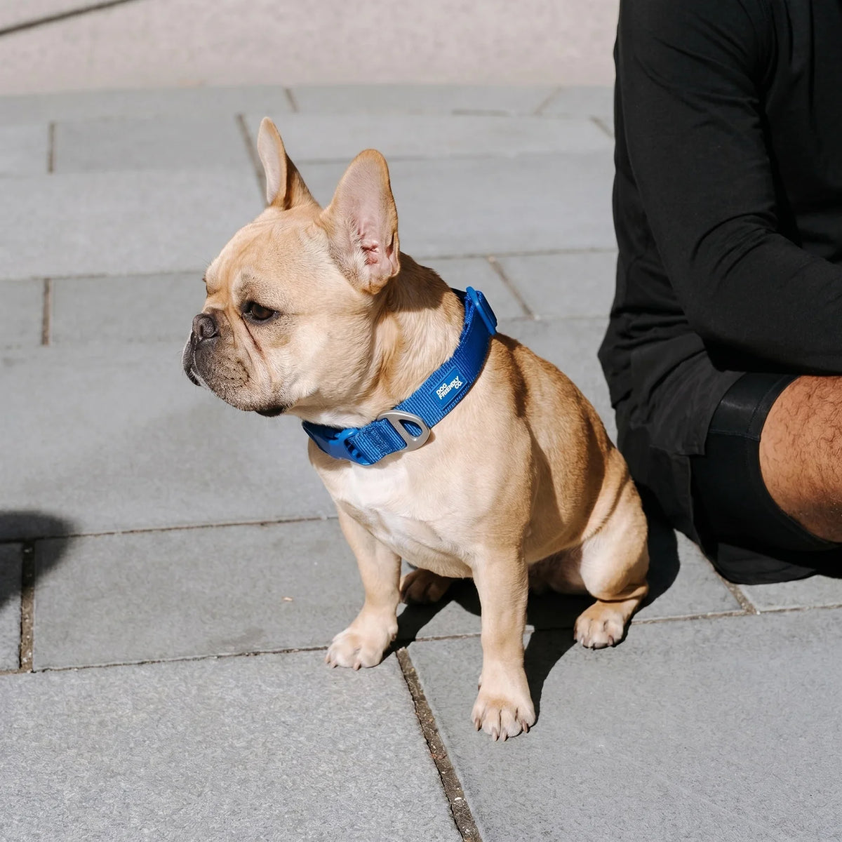 Essentials Collar - Classic Blue