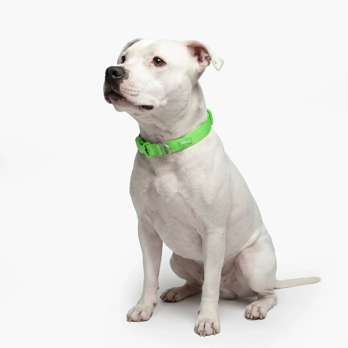 Essentials Collar - Neon Green