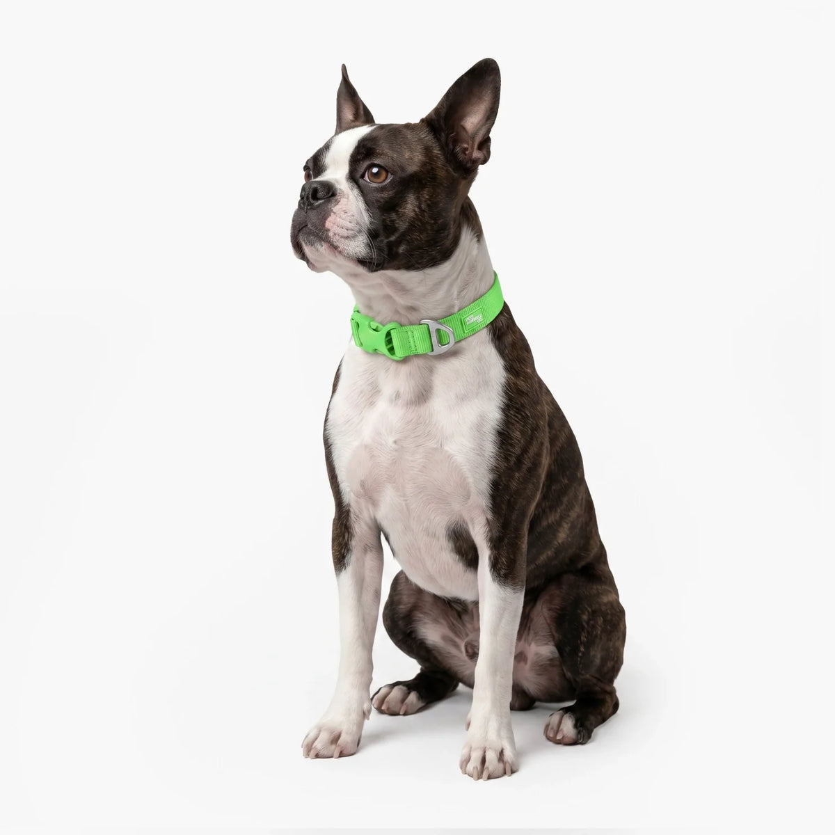 Essentials Collar - Neon Green
