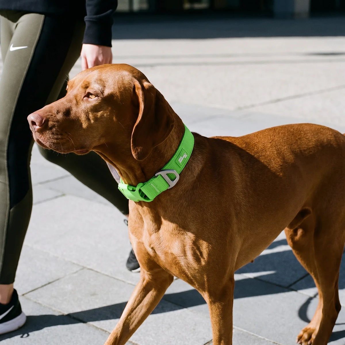 Essentials Collar - Neon Green