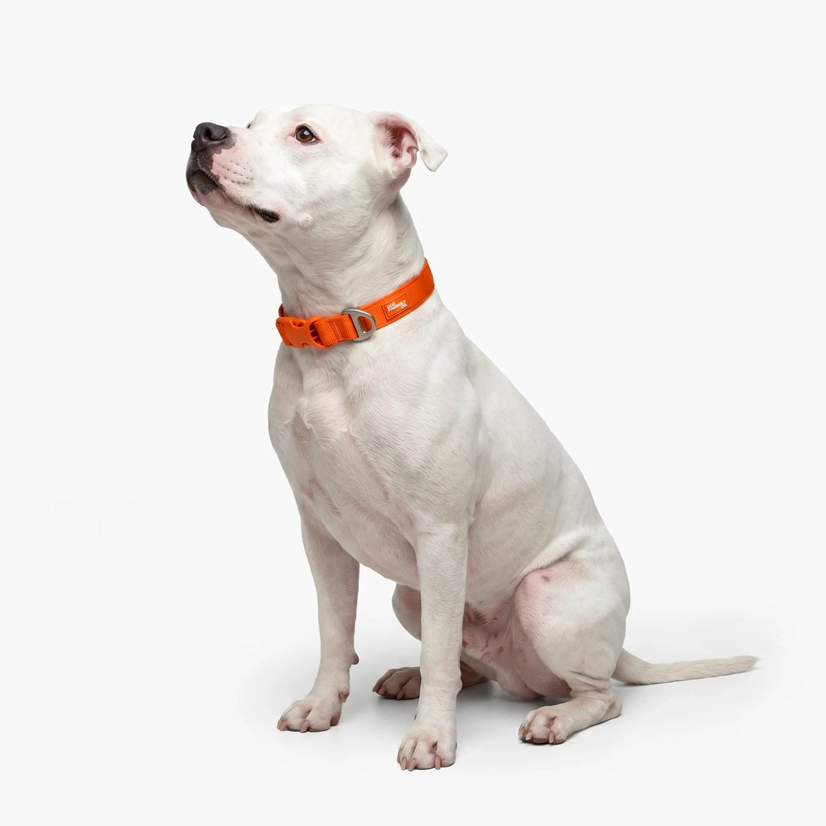 Essentials Collar - Orange