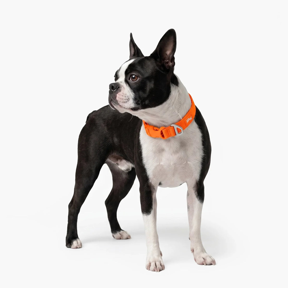 Essentials Collar - Orange