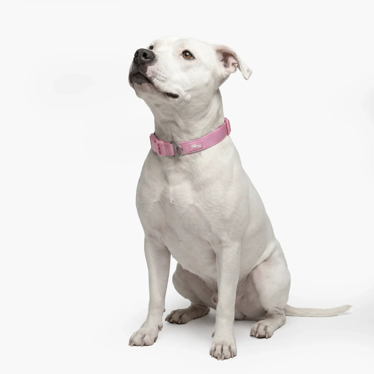 Essentials Collar - Pink