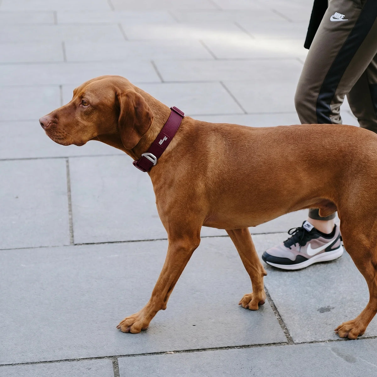 Essentials Collar - Burgundy