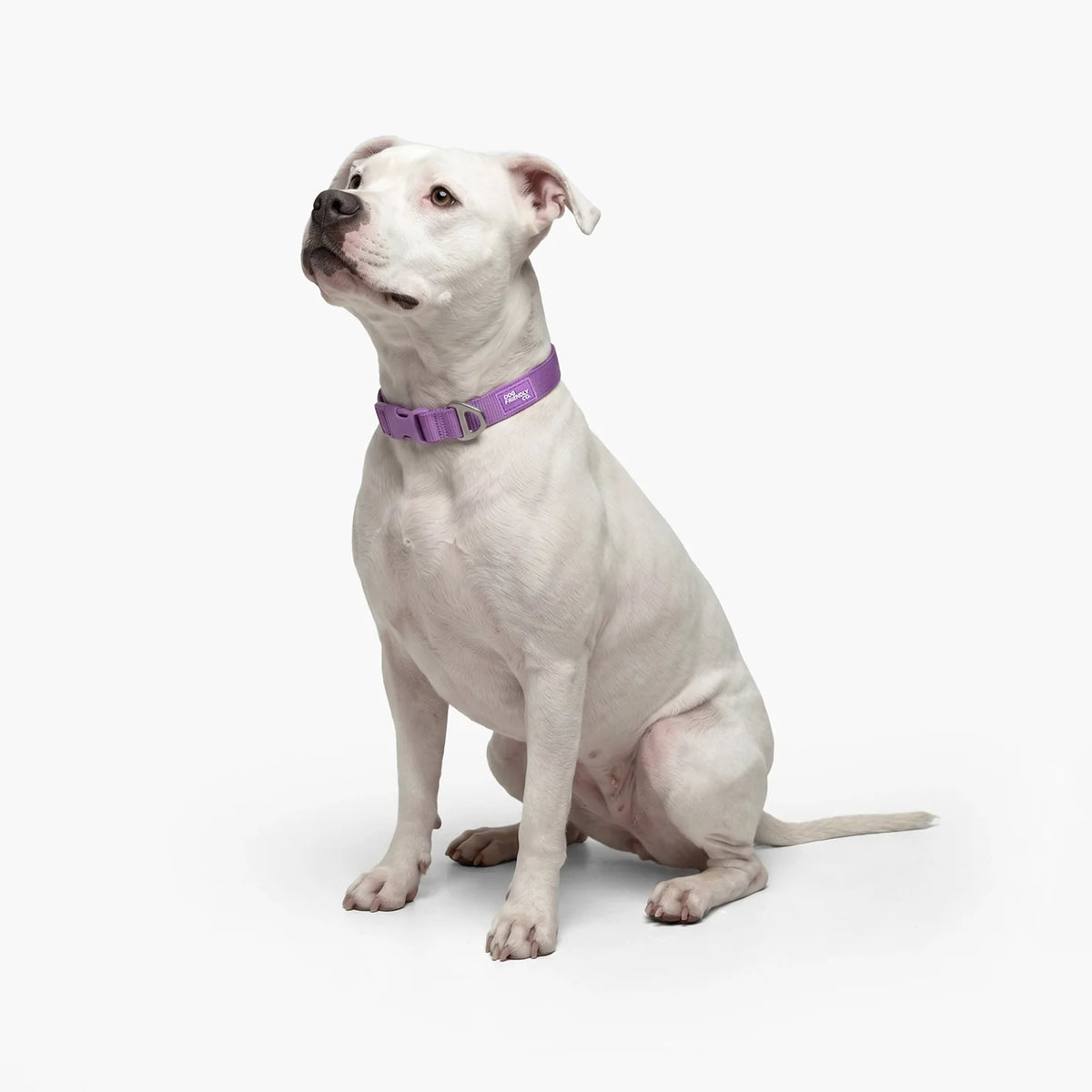 Essentials Collar - Purple