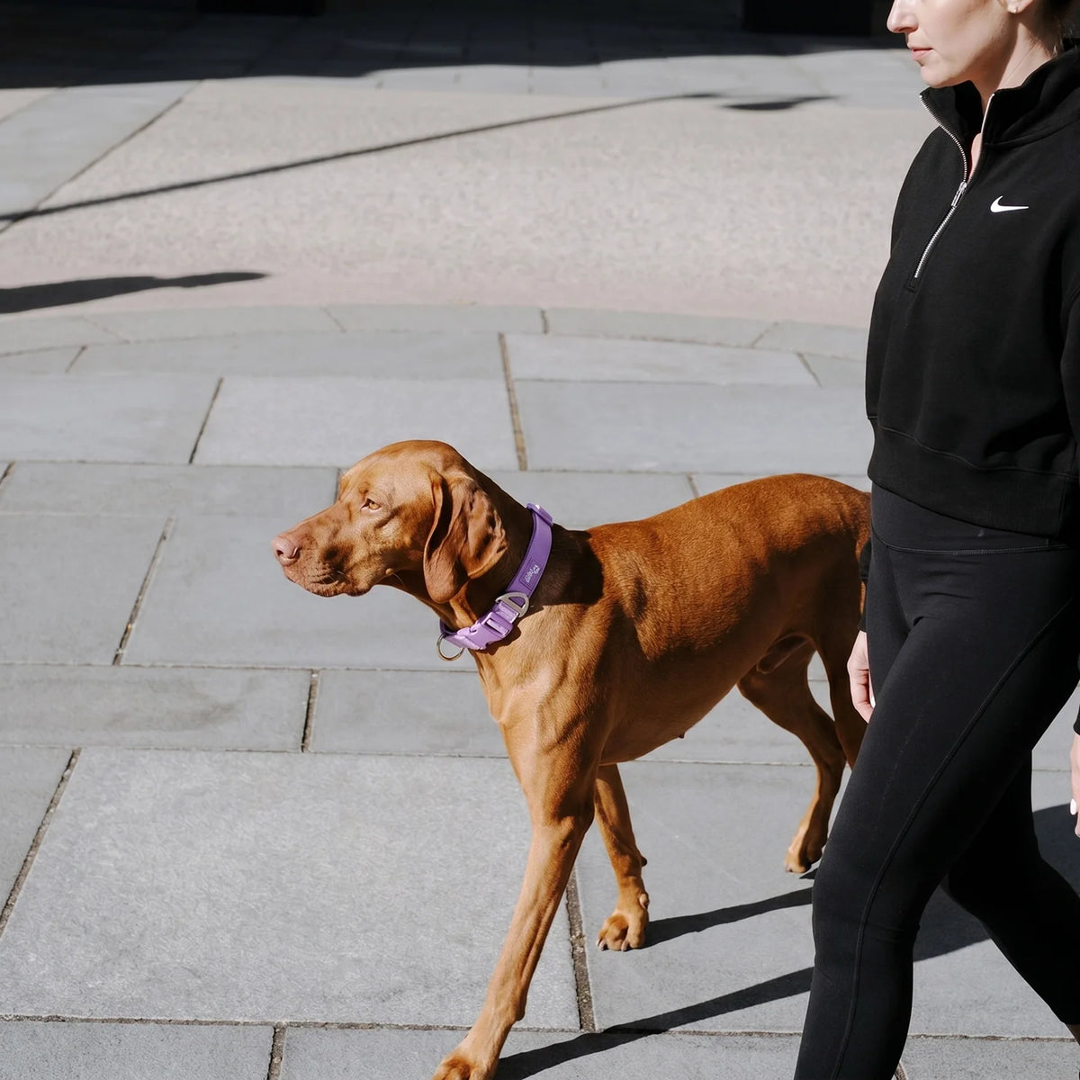 Essentials Collar - Purple