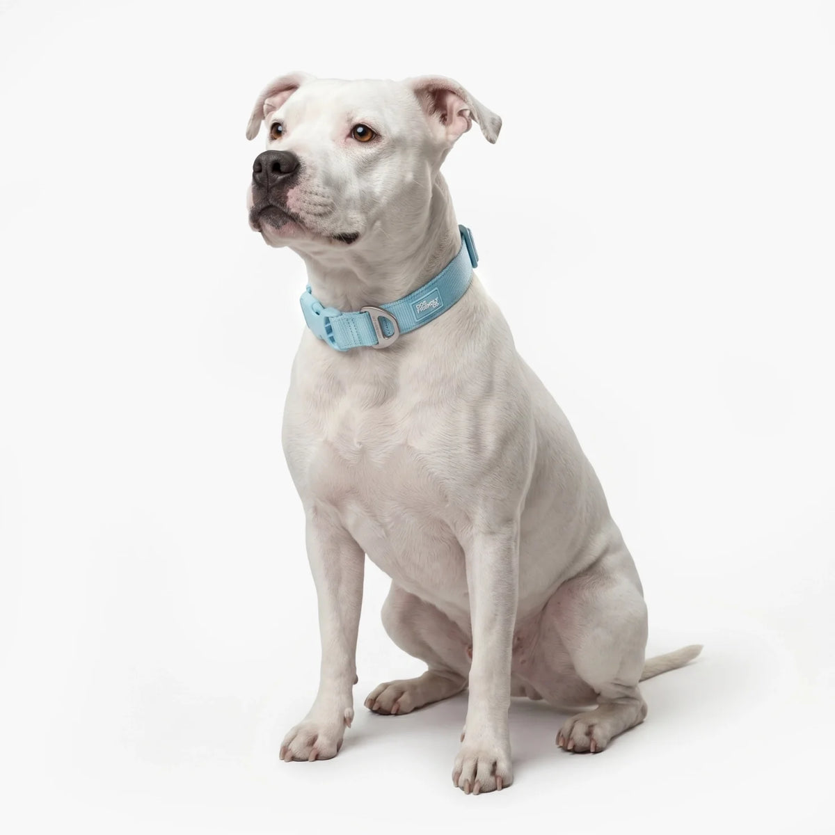 Essentials Collar - Sky Blue