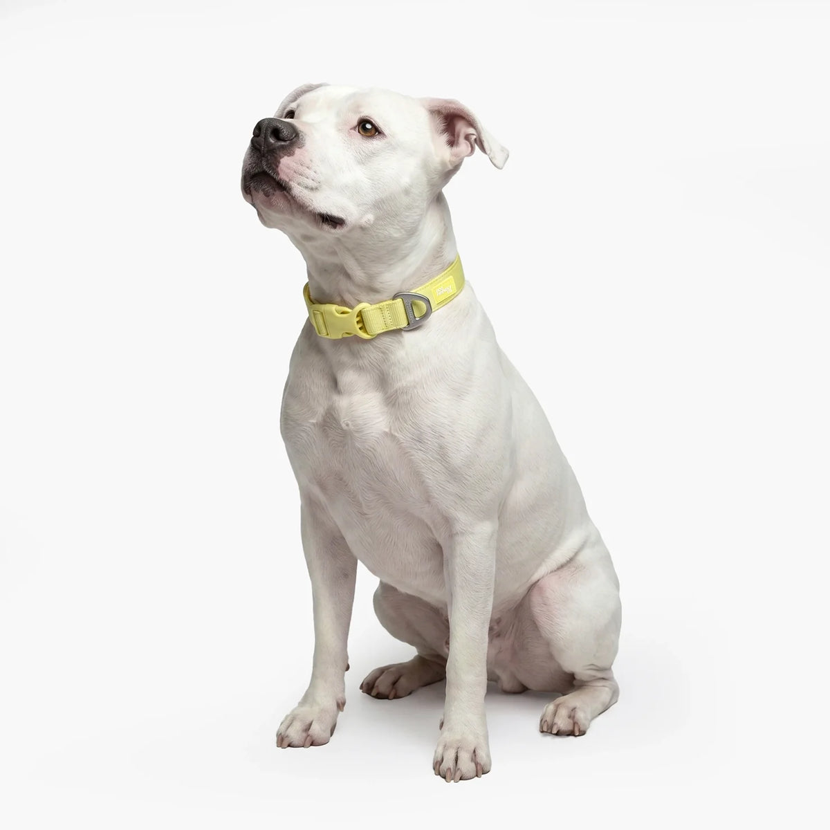 Essentials Collar - Yellow