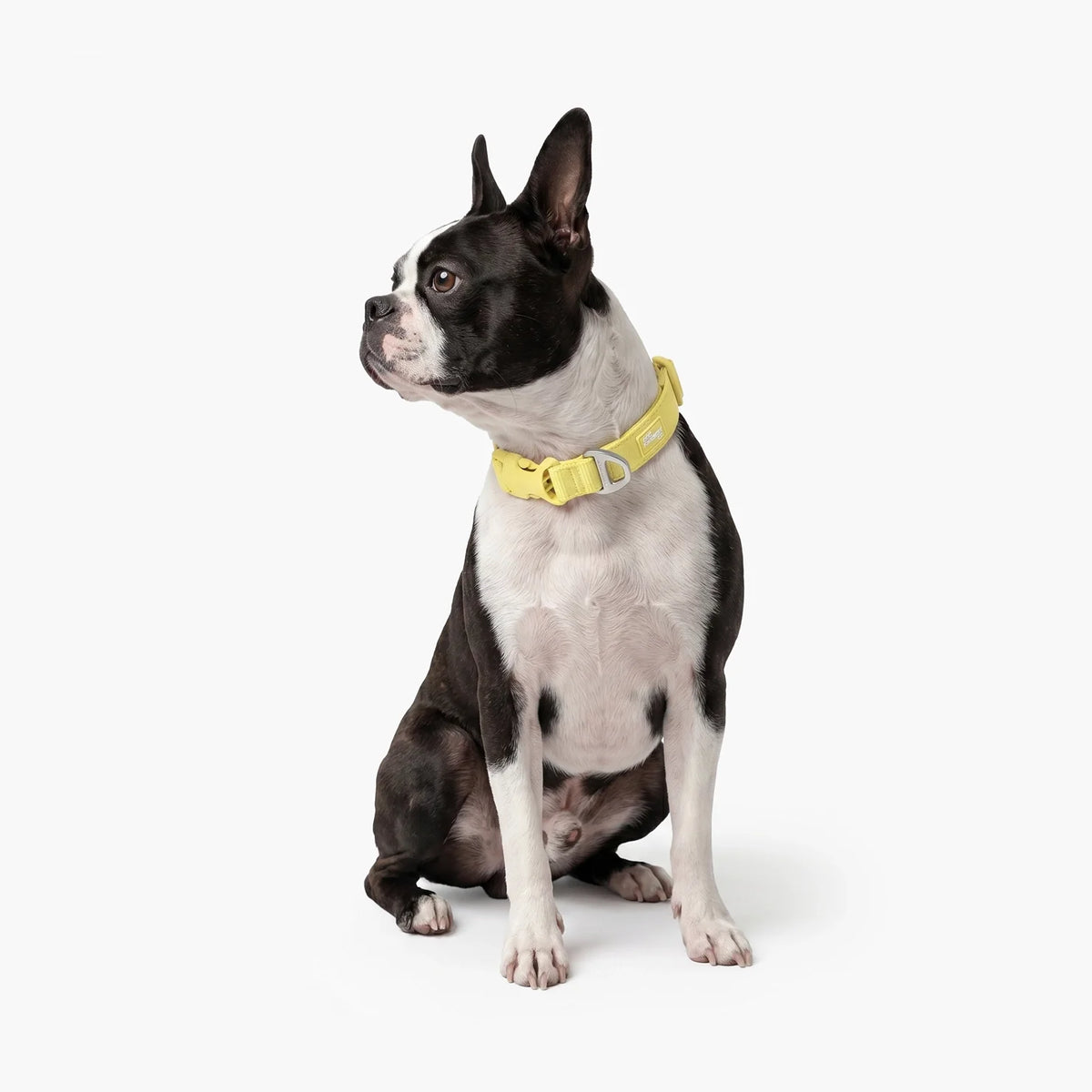 Essentials Collar - Yellow