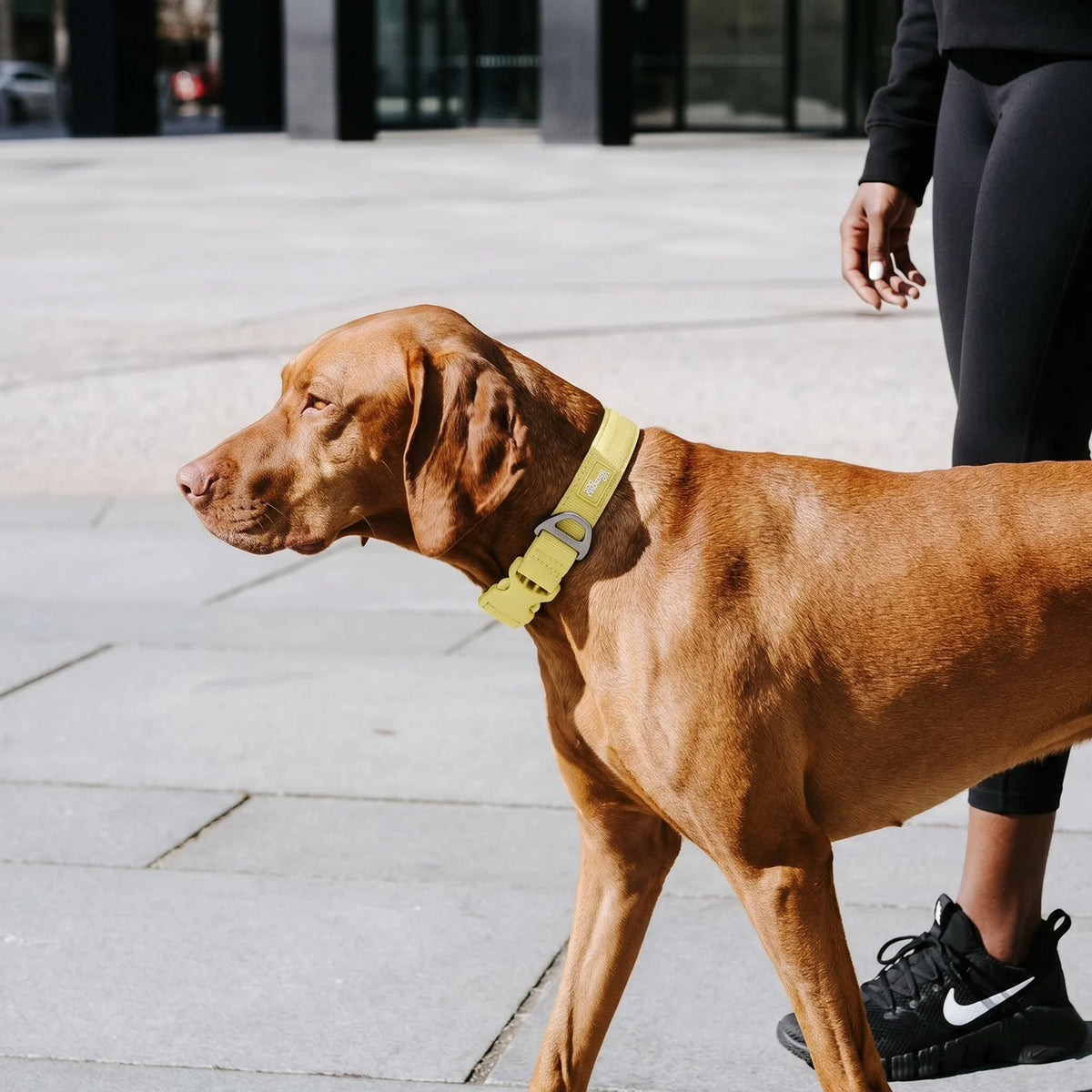 Essentials Collar - Yellow