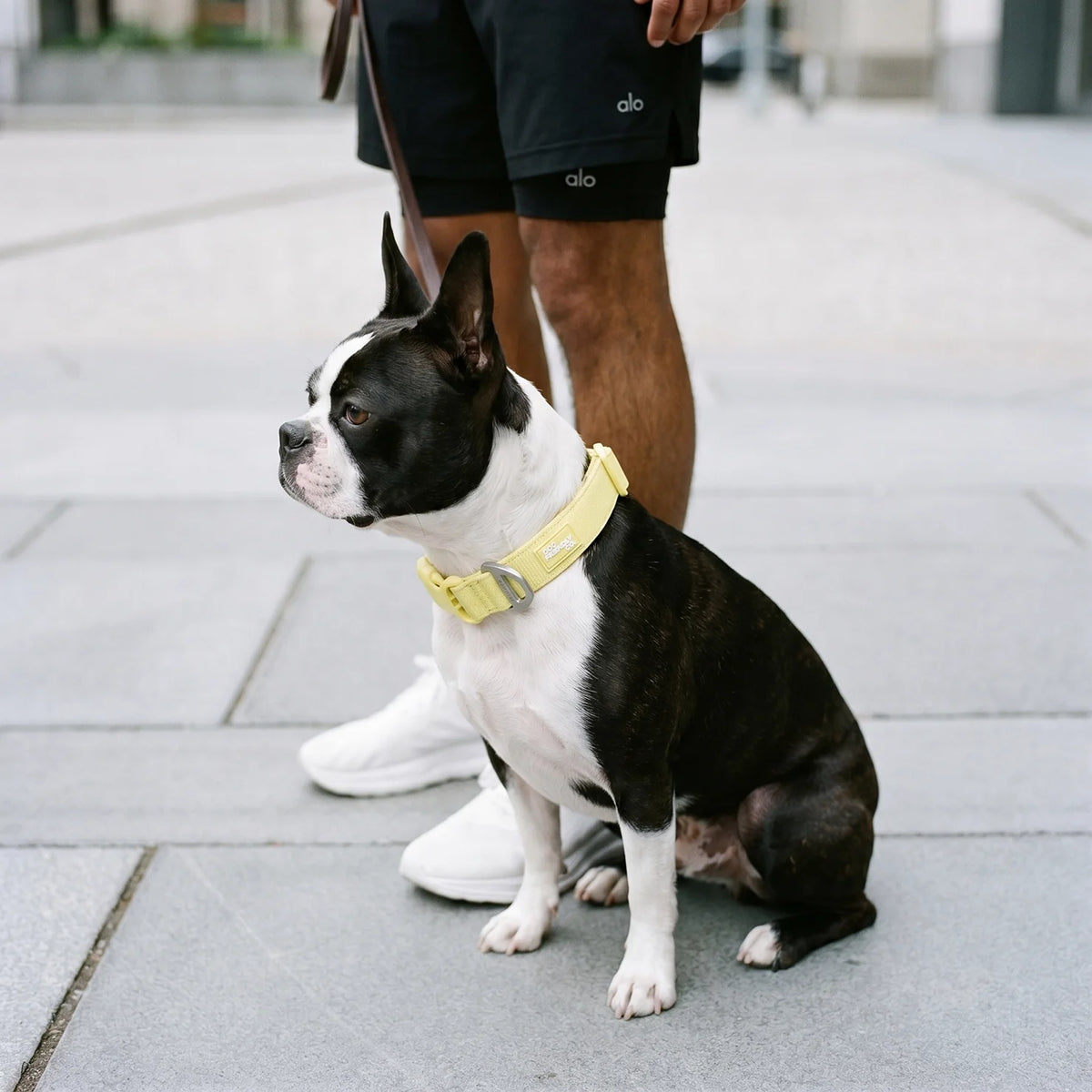 Essentials Collar - Yellow