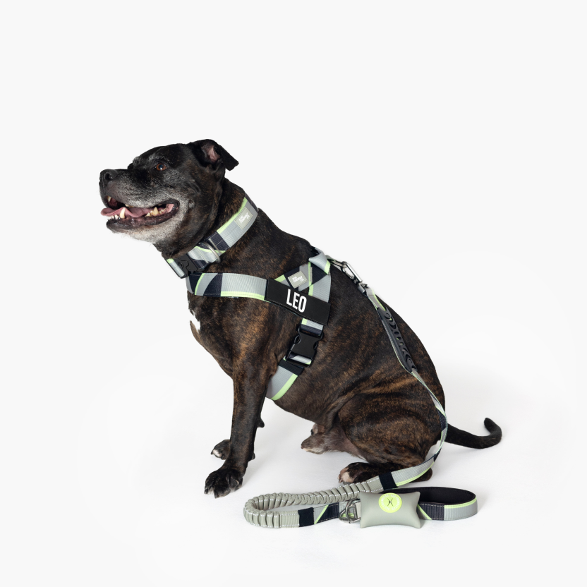 Bungee Dog Leash
