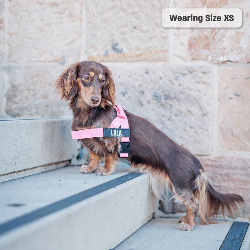 Dog Harness + FREE D-ring