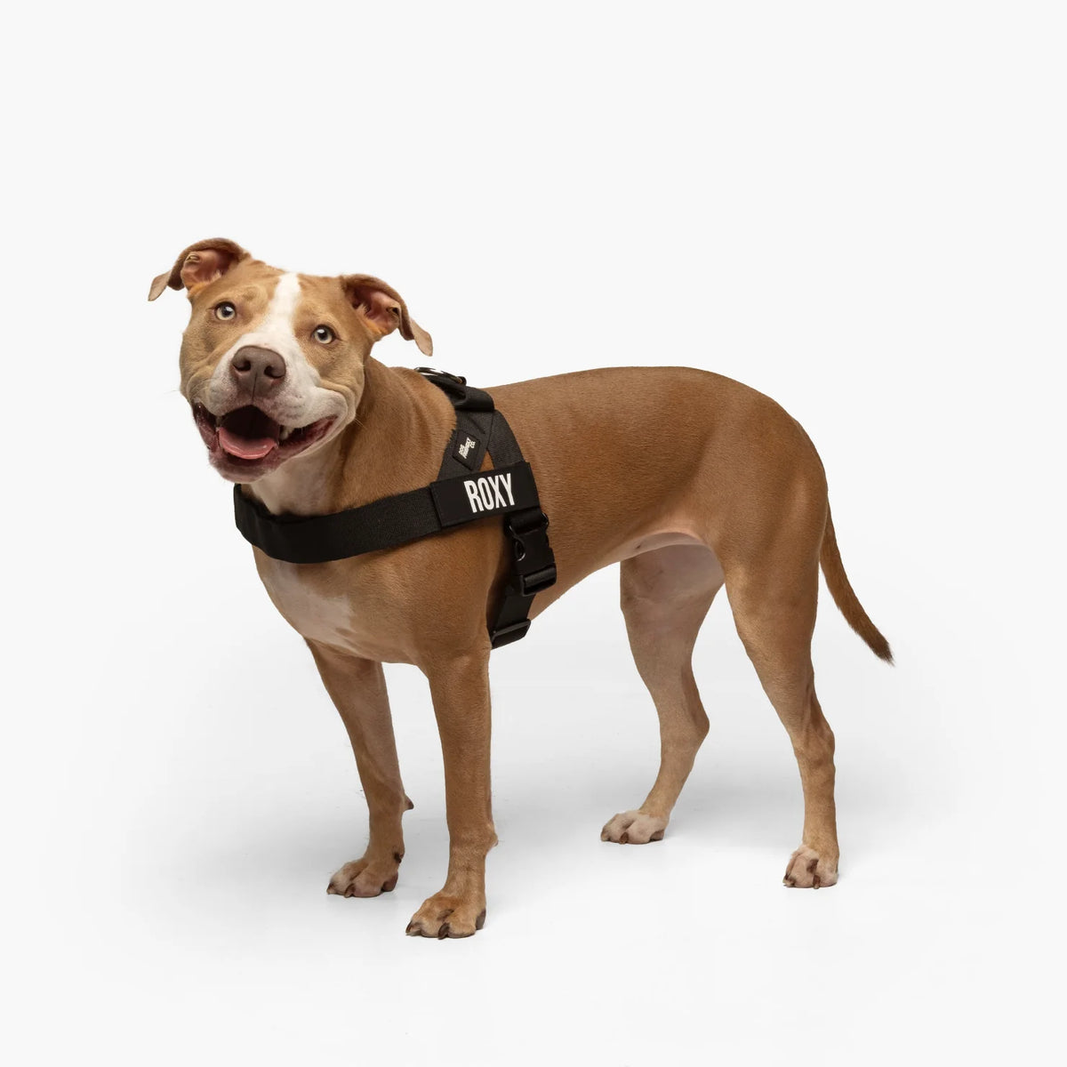Dog wearing a Black personalised harness shown from the side.