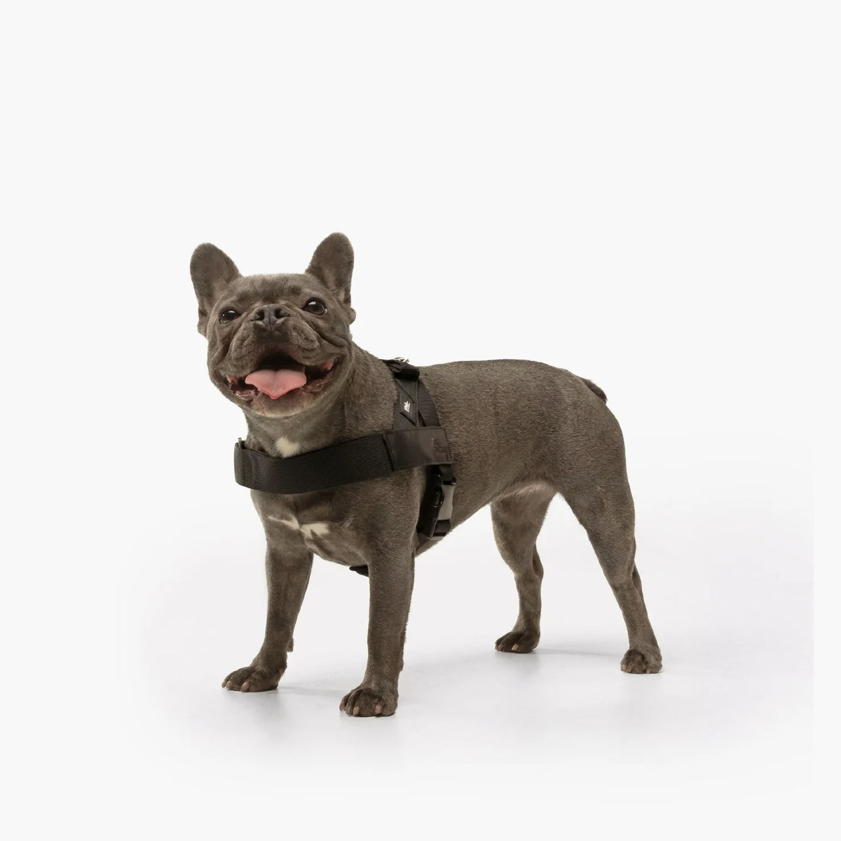 Dog wearing a Black personalised harness shown from the side.