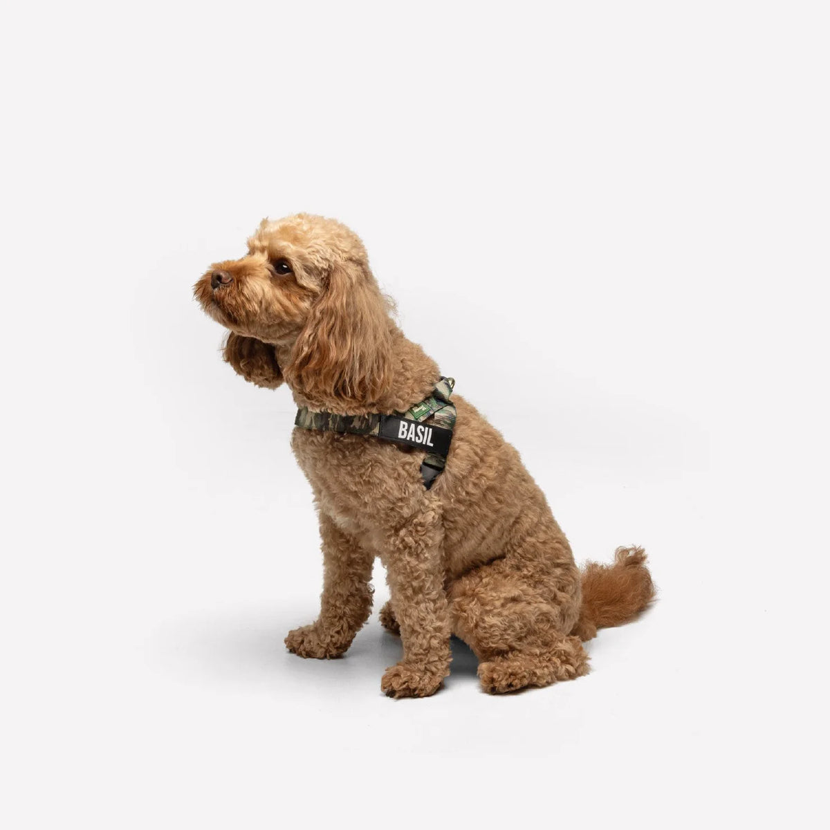 Dog wearing a Green Camo personalised harness shown from the side.