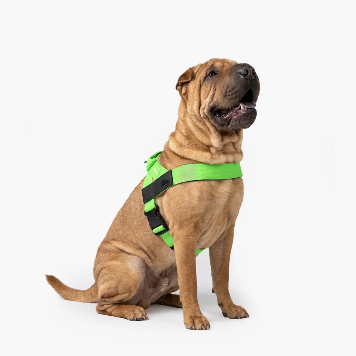 Dog wearing a Neon Green personalised harness shown from the side.