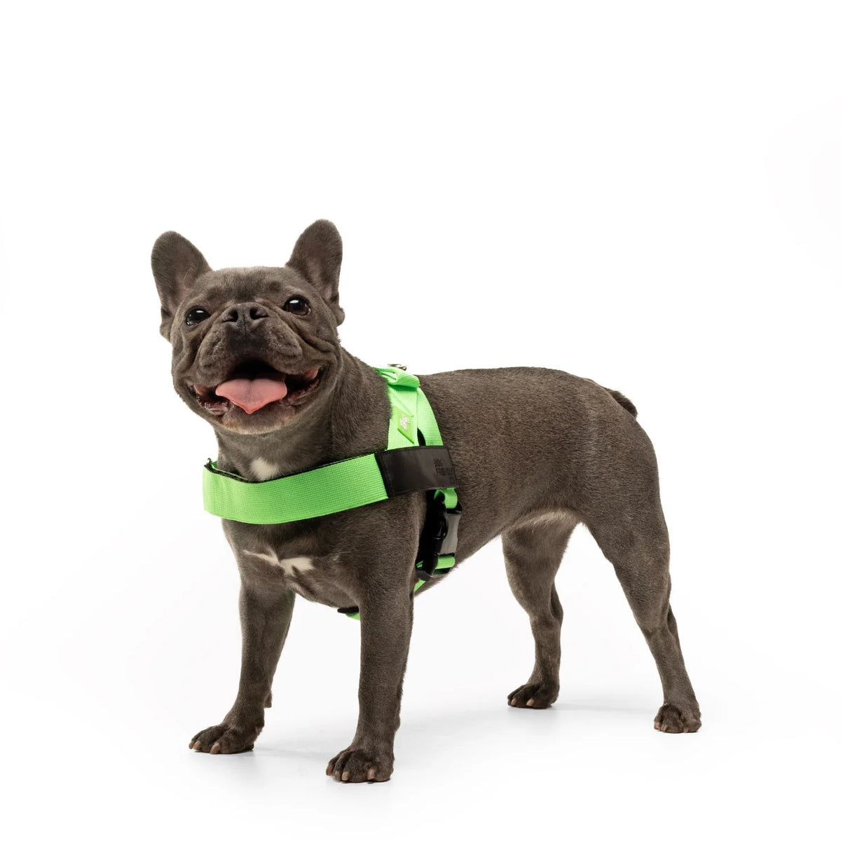 Dog wearing a Neon Green personalised harness shown from the side.