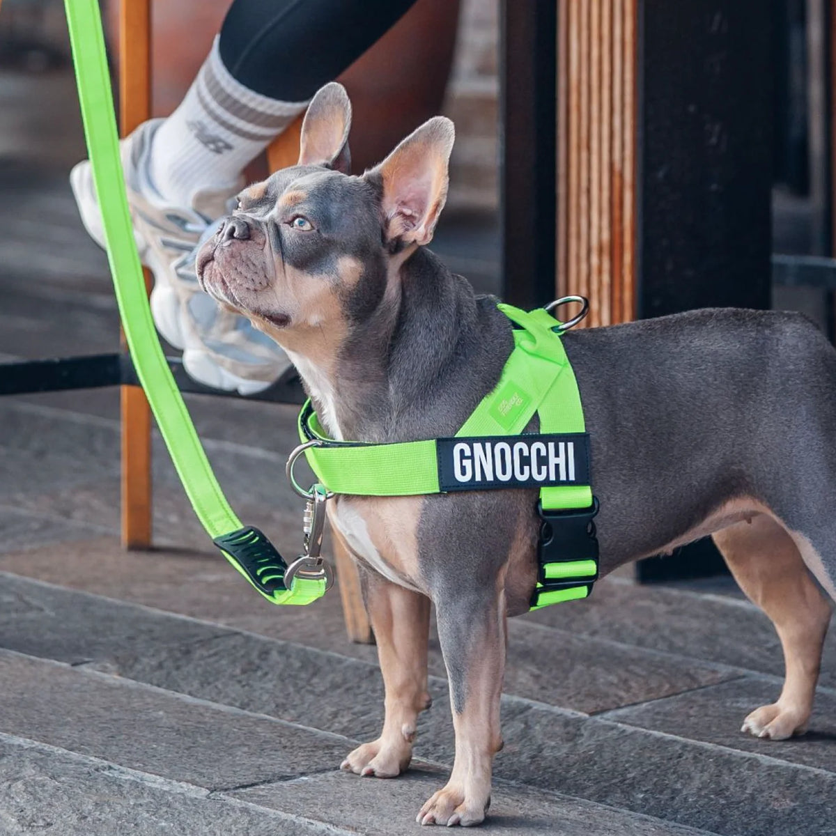 Dog wearing a Neon Green personalised harness shown from the side with the No-Pull D-ring and a Neon Green Classic Leash.