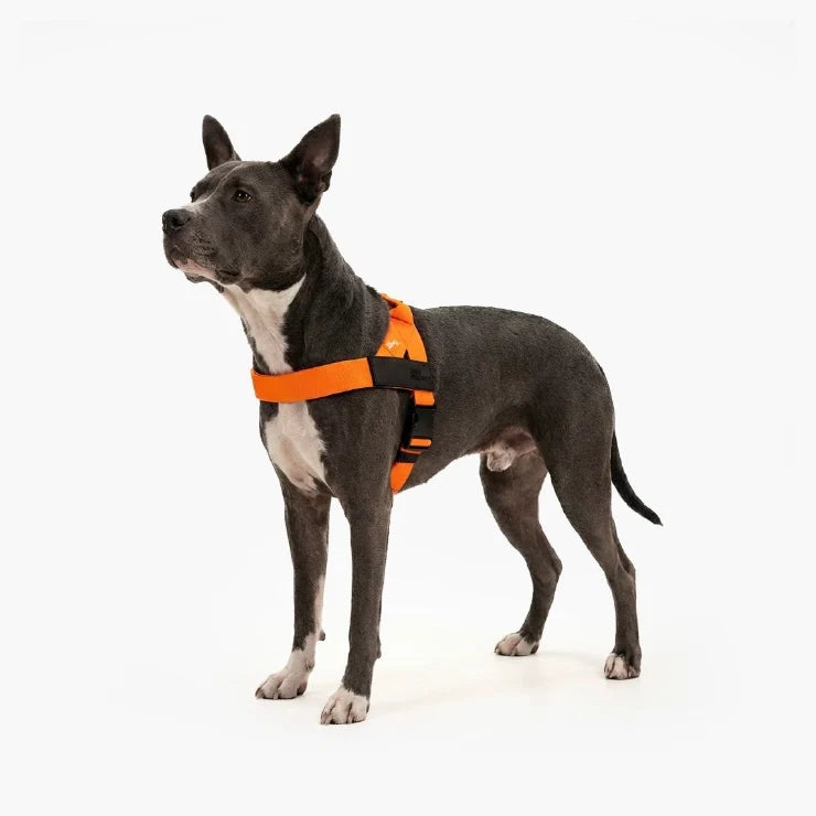Personalised Dog Harness - Hi-vis Orange