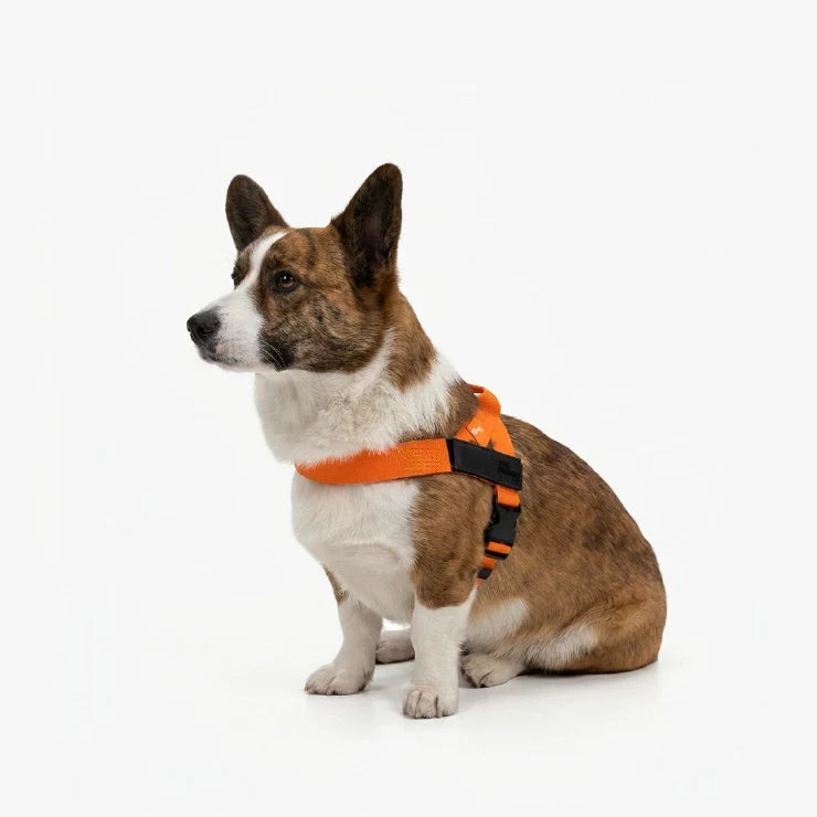 Personalised Dog Harness - Hi-vis Orange